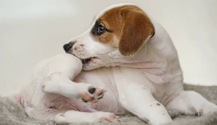 Quatro em cada dez cães com doenças alérgicas de pele têm qualidade de vida afetada, aponta pesquisa global da MSD Saúde Animal.