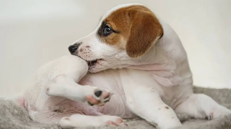 Quatro em cada dez cães com doenças alérgicas de pele têm qualidade de vida afetada, aponta pesquisa global da MSD Saúde Animal.