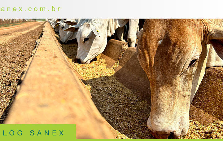 MAPA proíbe antimicrobianos como melhoradores de desempenho: o que muda para a produção animal?
