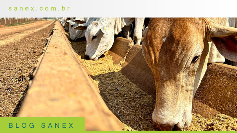 MAPA proíbe antimicrobianos como melhoradores de desempenho: o que muda para a produção animal?