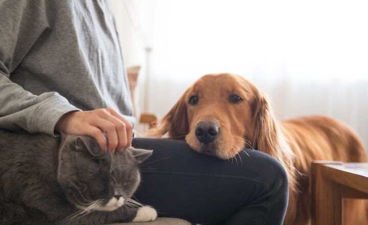 Pesquisa inédita da Royal Canin revela que 50% dos brasileiros evitam falar sobre o envelhecimento de seus pets.