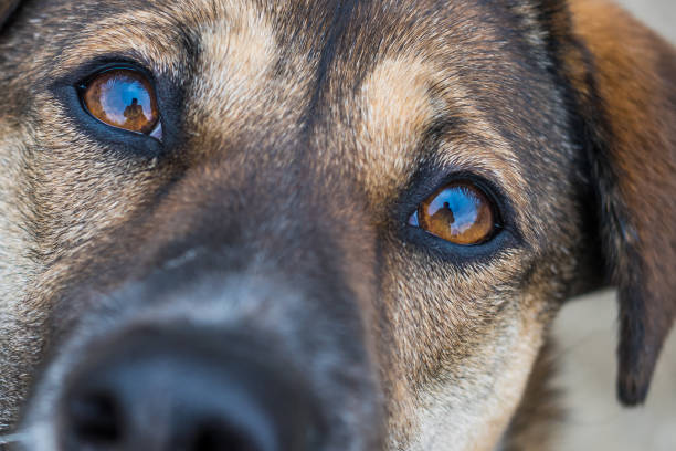 Dia do Vira-Lata: Especialista desmistifica a ideia de que cães SRD são ‘super-resistentes’ e não precisam de cuidados.