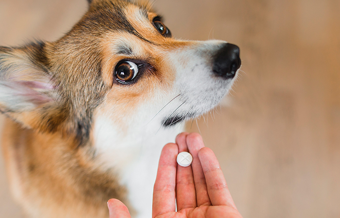 Você sabe todos os cuidados que deve ter com o medicamento do seu pet?