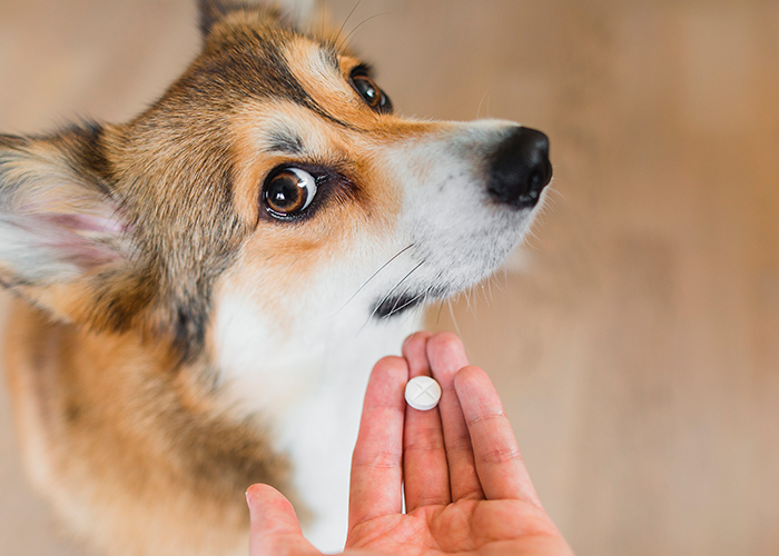 Você sabe todos os cuidados que deve ter com o medicamento do seu pet?