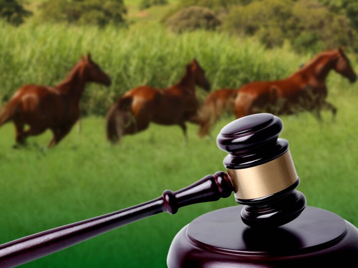 STF consolida constitucionalidade dos esportes equestres no Brasil e reforça segurança jurídica para o setor.