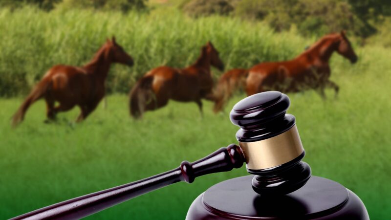 STF consolida constitucionalidade dos esportes equestres no Brasil e reforça segurança jurídica para o setor.