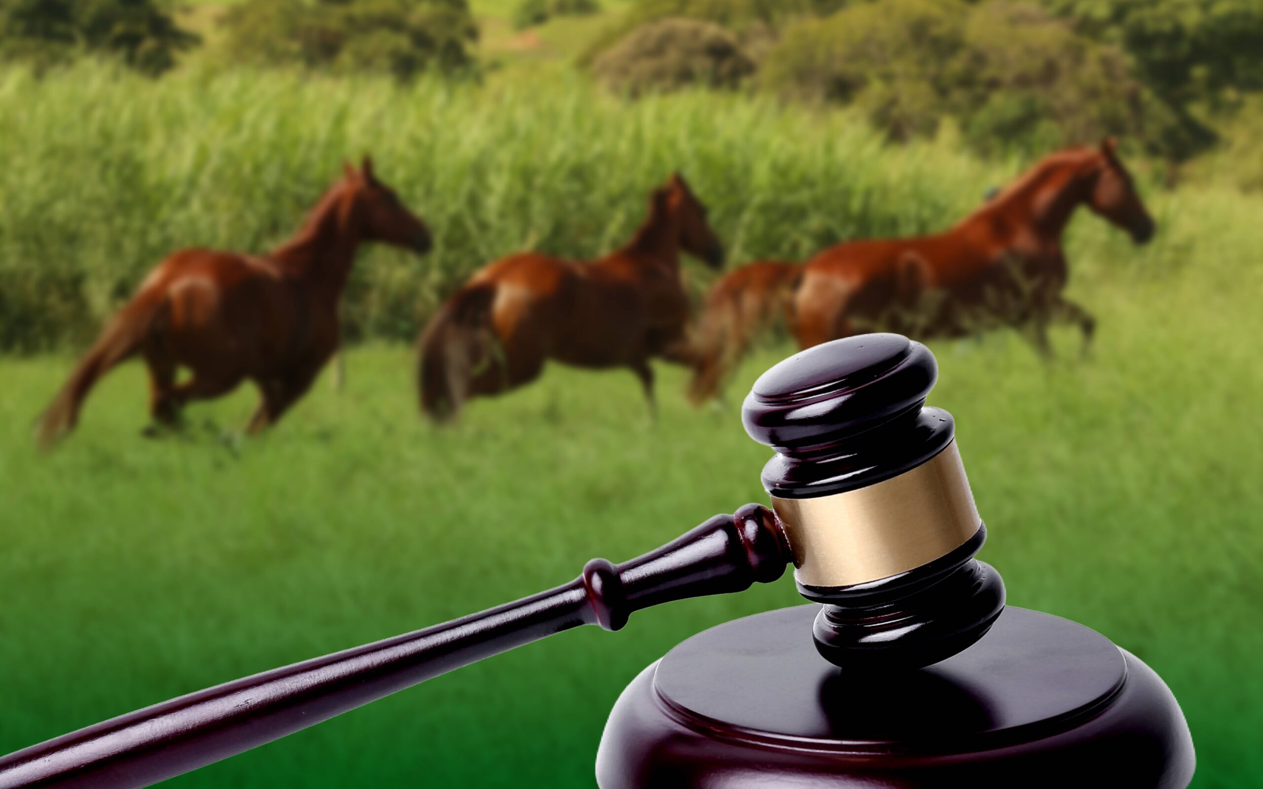 STF consolida constitucionalidade dos esportes equestres no Brasil e reforça segurança jurídica para o setor.