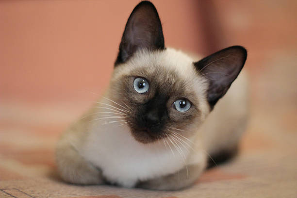 Dia Internacional do Gato: conheça cinco dicas essenciais para entender o sono do seu pet.
