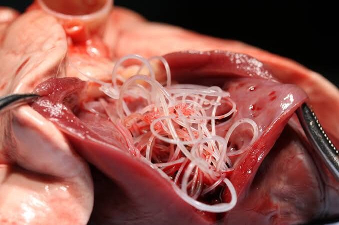 Dirofilariose Canina: um perigo silencioso que exige prevenção e acompanhamento veterinário.