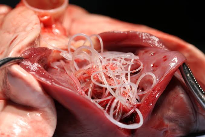 Dirofilariose Canina: um perigo silencioso que exige prevenção e acompanhamento veterinário.