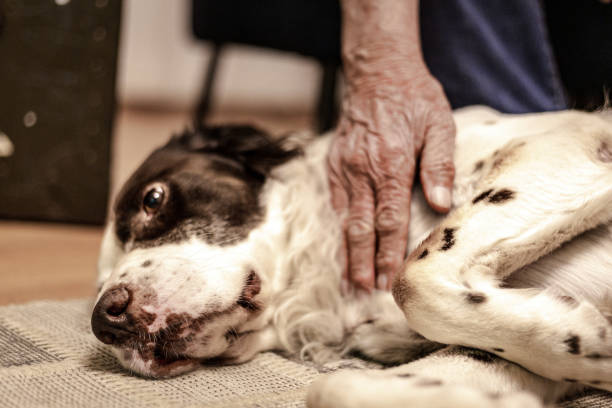 No passado, o cuidado com os animais não incluía as necessidades emocionais dos tutores.