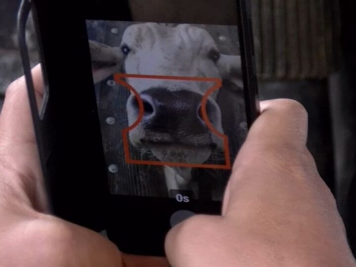 Ferramenta em teste na Fazenda Experimental da ABCZ utiliza biometria para identificar bovinos.