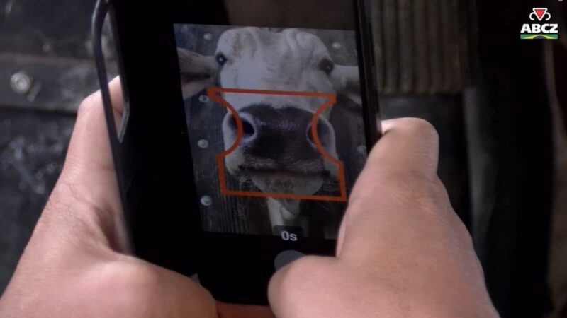 Ferramenta em teste na Fazenda Experimental da ABCZ utiliza biometria para identificar bovinos.