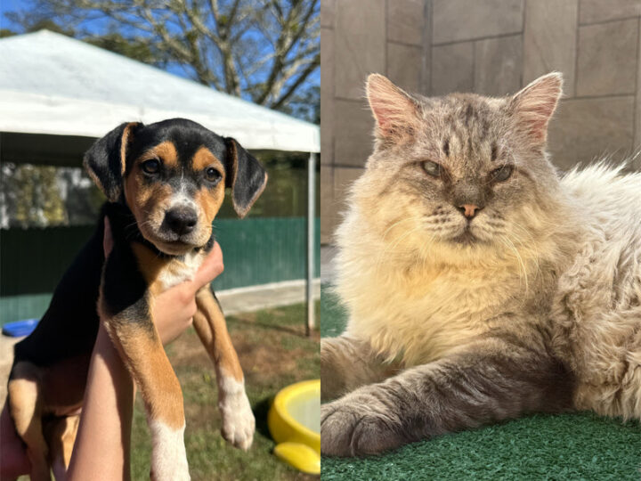 Instituto Caramelo leva cerca de 40 cães e gatos para adoção no MorumbiShopping.