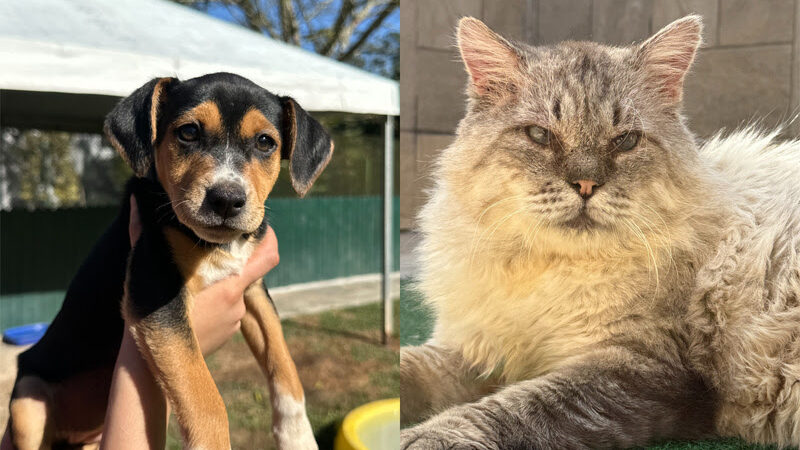 Instituto Caramelo leva cerca de 40 cães e gatos para adoção no MorumbiShopping.