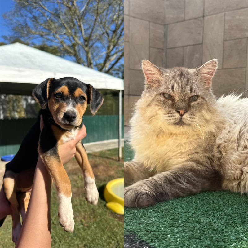 Instituto Caramelo leva cerca de 40 cães e gatos para adoção no MorumbiShopping.
