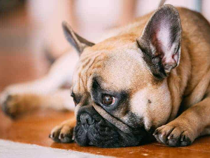 Agosto “Mês do Cachorro Louco”: MSD Saúde Animal explica o mito por trás do ditado popular e reforça a importância da vacinação antirrábica.