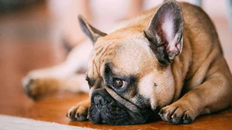 Agosto “Mês do Cachorro Louco”: MSD Saúde Animal explica o mito por trás do ditado popular e reforça a importância da vacinação antirrábica.