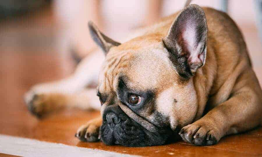 Agosto “Mês do Cachorro Louco”: MSD Saúde Animal explica o mito por trás do ditado popular e reforça a importância da vacinação antirrábica.