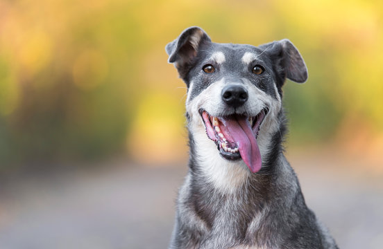 Dia Mundial do Cachorro: 10 cuidados essenciais para promover a saúde da pele, do pelo e o bem-estar do seu pet.