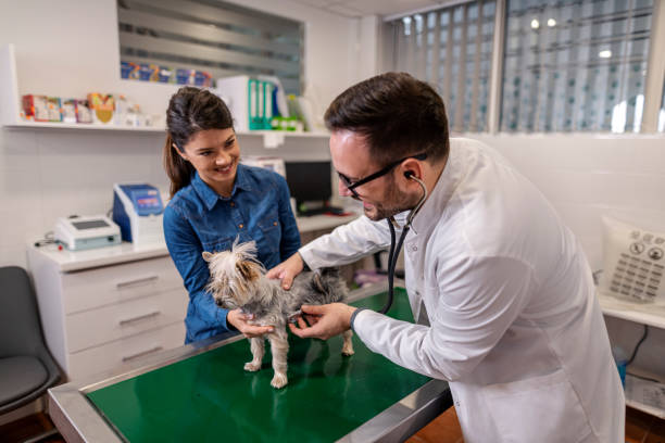 A relevância de respeitar as datas de retorno para reavaliações clínicas dos Pets.