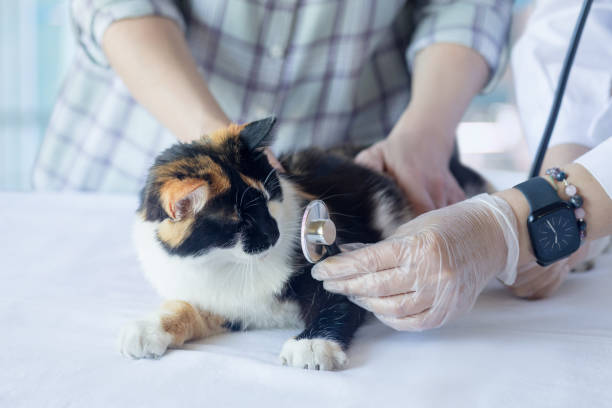 Parabéns pelo Dia do Médico-Veterinário.