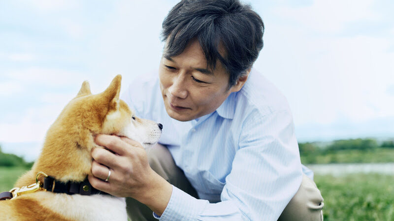 Dia Nacional do Veterinário: pesquisa revela que 62% dos tutores no Brasil subestimam a importância de protocolos preventivos em pets.