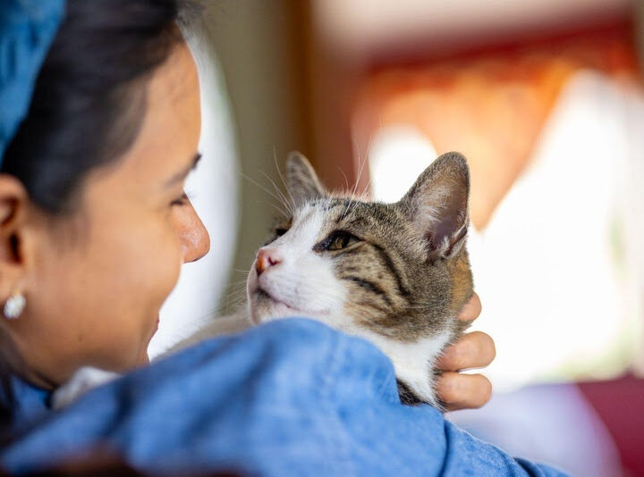 Saúde dos gatos: sinais sutis também merecem atenção.