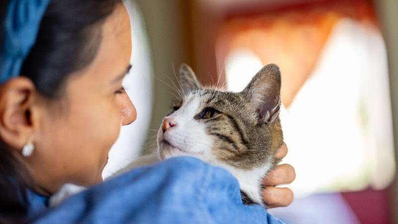 Saúde dos gatos: sinais sutis também merecem atenção.