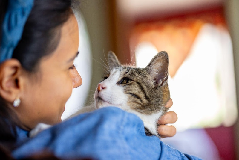 Saúde dos gatos: sinais sutis também merecem atenção.