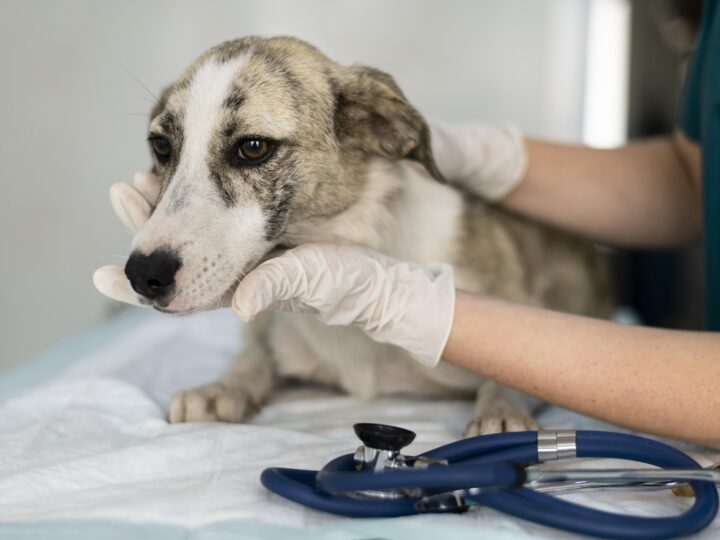Na emergência veterinária, minutos podem mudar a conduta clínica.
