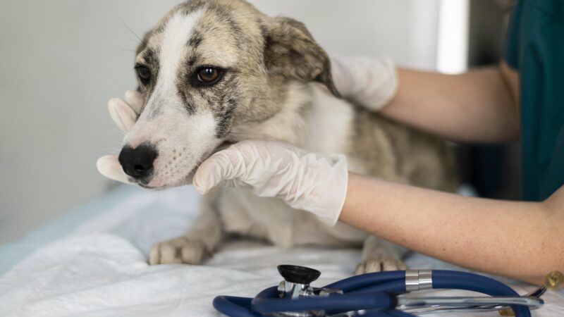 Na emergência veterinária, minutos podem mudar a conduta clínica.