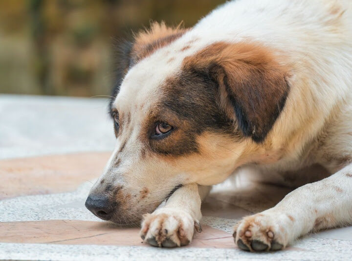 Cães e gatos também sentem luto, mostram levantamentos veterinários.
