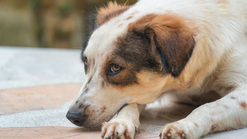 Cães e gatos também sentem luto, mostram levantamentos veterinários.