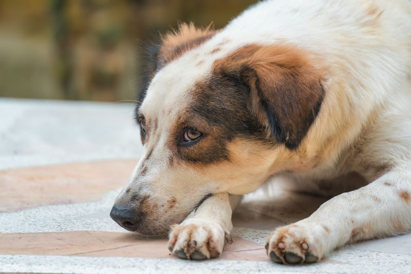 Cães e gatos também sentem luto, mostram levantamentos veterinários.