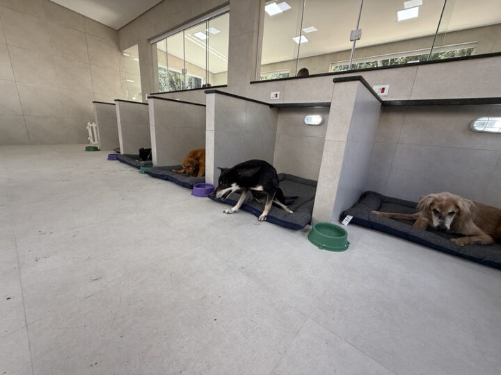 Custo de cuidar pesa no bolso e já faz 56% dos tutores abrirem mão de cuidados com pets, aponta pesquisa.
