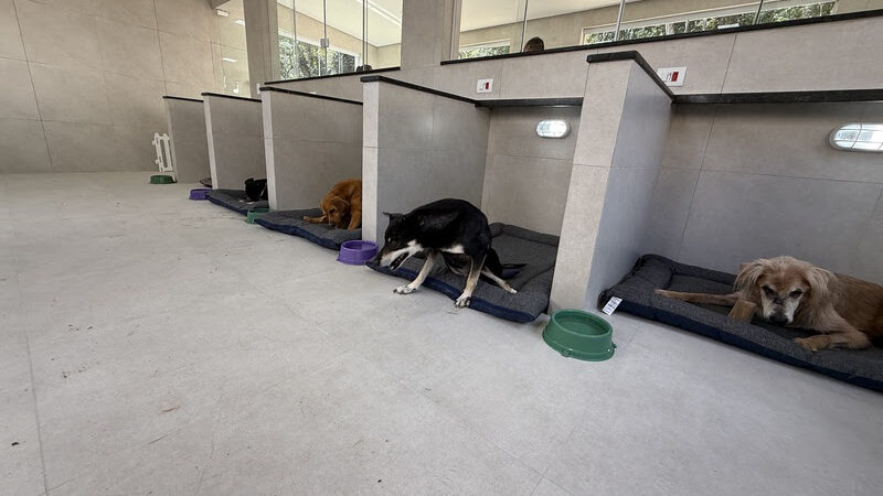 Custo de cuidar pesa no bolso e já faz 56% dos tutores abrirem mão de cuidados com pets, aponta pesquisa.
