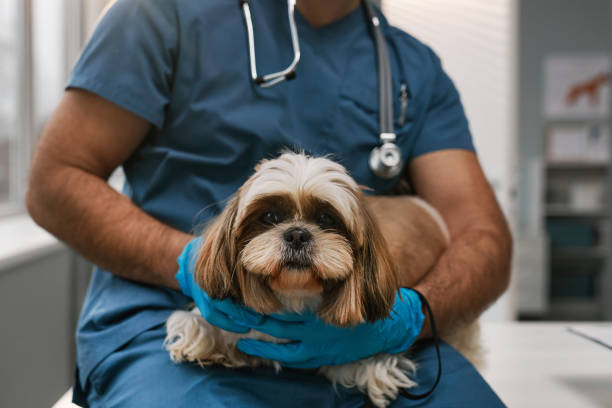 Medicina Veterinária além do consultório: formação abre caminhos em diversas áreas de atuação dentro da indústria.
