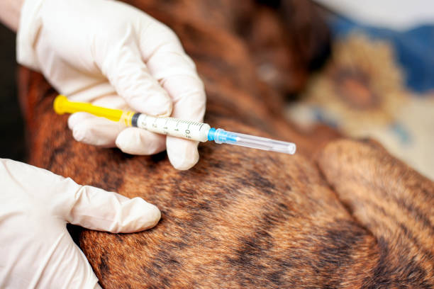 Os riscos de manter a vacinação dos Pets atrasada.