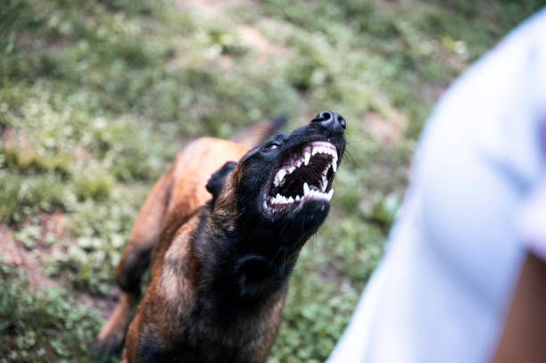 Dia Mundial Contra a Raiva: entenda os riscos da doença e desmistifique os principais mitos sobre a vacinação de pets.