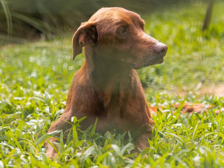Instituto Caramelo leva causa animal ao debate eleitoral com carta-compromisso para candidatos.