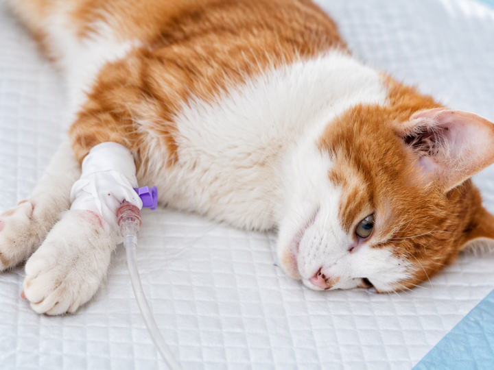 Doação de sangue entre cães e gatos: um gesto de solidariedade que salva vidas.