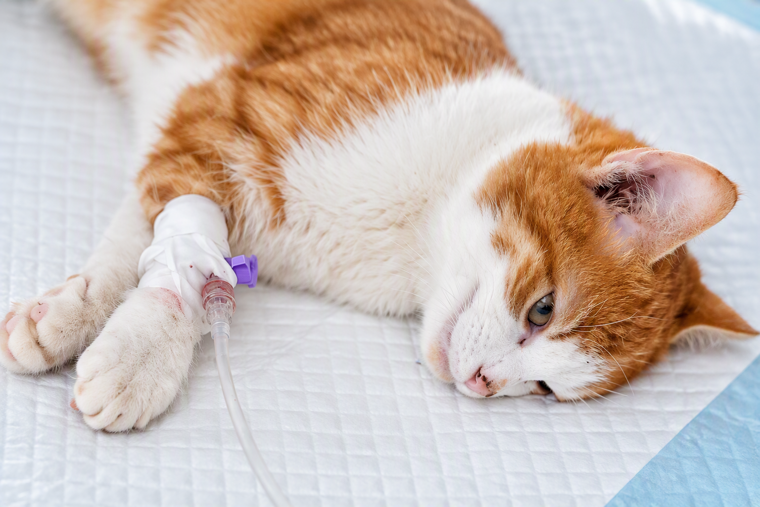 Doação de sangue entre cães e gatos: um gesto de solidariedade que salva vidas.