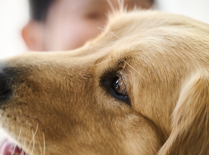 Doenças de pele e parasitas em pets: afinal, o que uma coisa tem a ver com a outra?