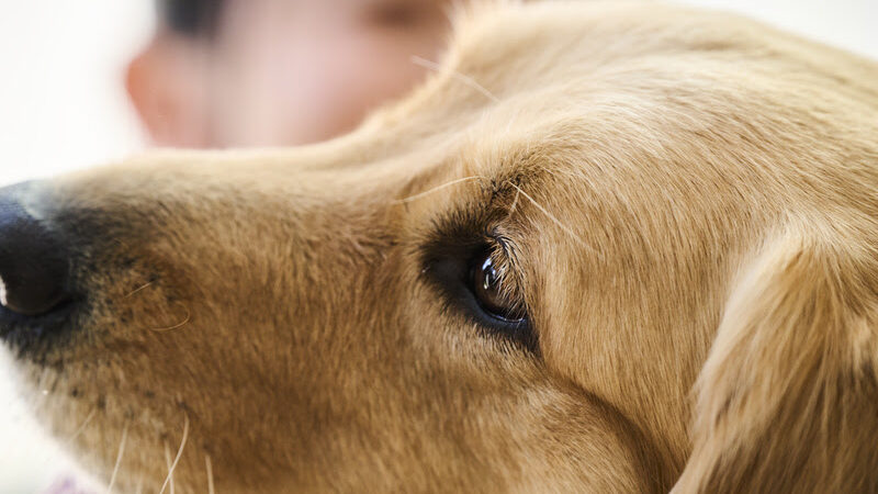 Doenças de pele e parasitas em pets: afinal, o que uma coisa tem a ver com a outra?