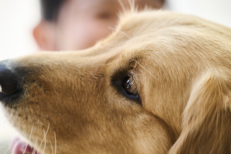 Doenças de pele e parasitas em pets: afinal, o que uma coisa tem a ver com a outra?