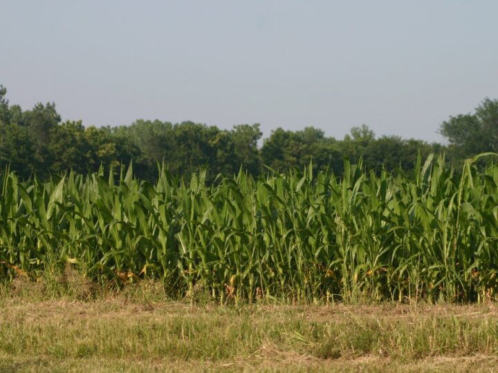 Convivência com agricultura.