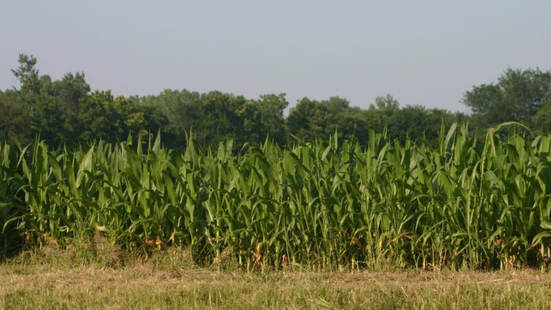 Convivência com agricultura.
