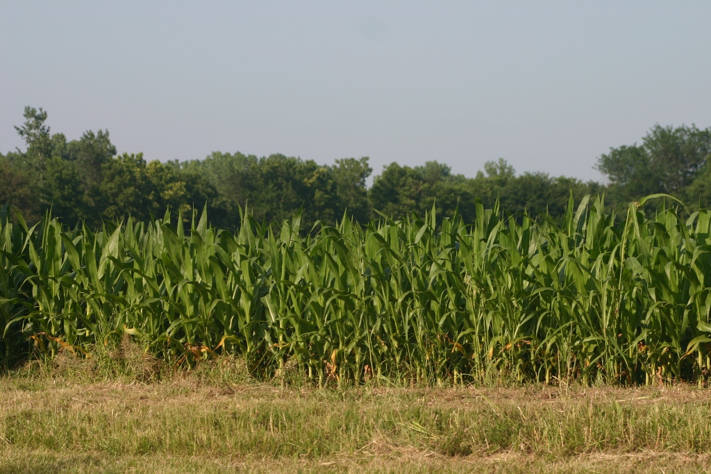 Convivência com agricultura.