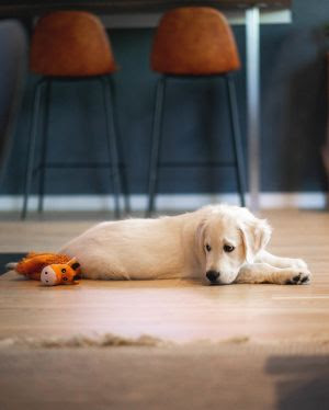 Ansiedade de separação: como ela afeta os cães?